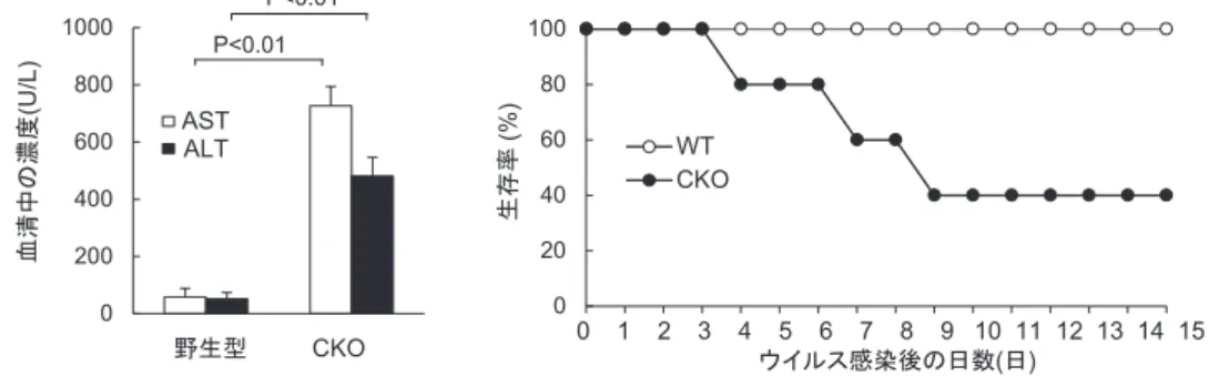 図 4. 血球貪食の生理的意義．