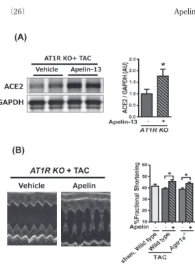 図 7.　AT1R KO マウスにおいても Apelin は ACE2 を誘導し，心保護効果を発揮する． A ; AT1R KO マウス心臓における ACE2 発現量の 解析．Apelin 投与群において ACE2 発現上昇を認め る． B ; AT1R KO マウスの心エコーでは Apelin ペプチ ド投与によって心機能が維持されていた． Apelin - APJApelin - APJ心機能改善血管拡張血管新生 Ang1-7-MasAng1-7-Mas心筋保護血管保護AngII-AT1R血管拡張Ang