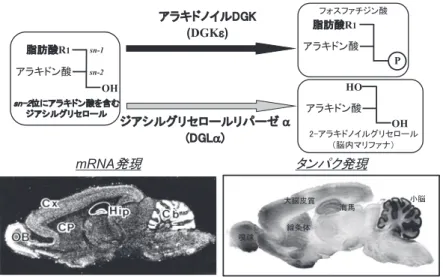 図 8. アラキドノイル DGK（DGKε）の脳内発現