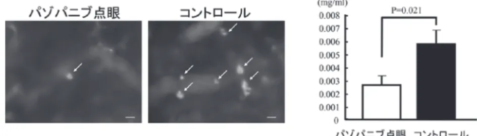 図 6. VEGF 過剰発現マウスにおけるパゾパニブ点眼による新生血管の抑制