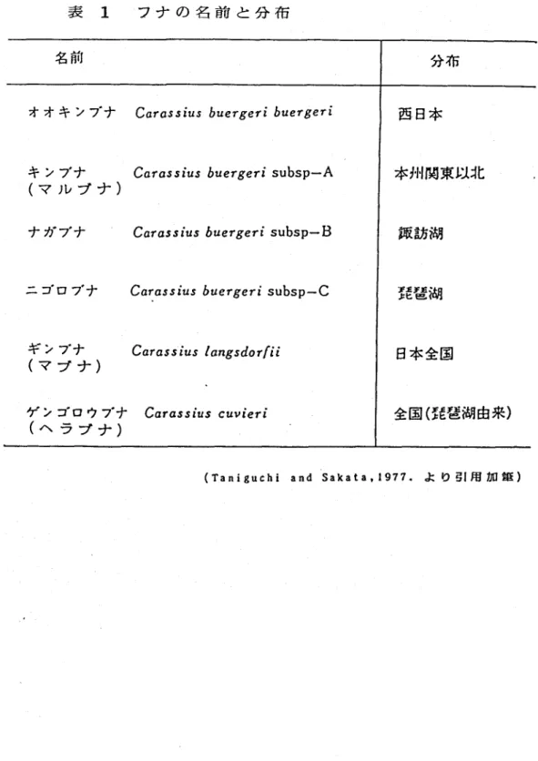 表 1 フナの名前と分布 名前 分布 オオキンブナ Cαγα55∫u5δμeプ8eプεδ鉱εプ8ε・ε 西日本 キンブナ                        「bαゲα55fu5 ムμeγ8εγf subsp−A 本州関東以北   ． （マルブナ） ナガブナ Cαγα55fμ56μεプ8εf subsp−B 諏訪湖 ニゴロブナ Cαγα55fμ56以εr8e7・f subsp−C 噸 琵琶湖 ギンブナ iマブナ） Cαrα55．f・5 飢854・r！ f 日本全国 噛 ゲンゴロウブナ Cαrα55