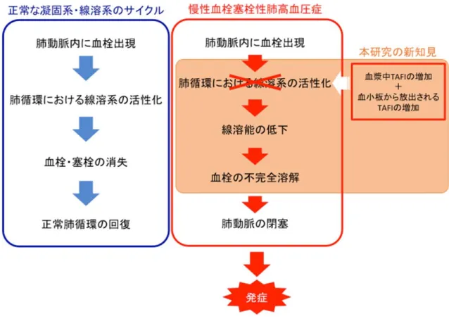 図 1.肺循環内の凝固系・線溶系の概念図  通常は肺循環内に血栓が生じても線溶系により血栓は完全に溶解され、肺循環 動態に影響を与えない(青矢印)。しかし、慢性血栓塞栓性肺高血圧症患者では、 SNPs による TAFI の血漿中抗原量の増加と血小板から放出される TAFI が増加し ており(白矢印)、そのために線溶能が低下し、血栓が肺血管内に残存し肺血管 床を閉塞してしまう。それに伴い肺血管床が減少し、慢性血栓塞栓性肺高血圧 症を発症する(赤矢印)。 
