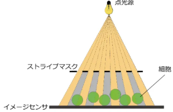 図 4 ストライプマスクをイメージセンサと点光源の間に挿入した コンタクトイメージングの模式図． 図 5 光線を屈折させる物体が存在する場合に撮影される マスクパターン． 図 6 画素値のプロファイル． ストライプマスクを挿入した撮影の模式図を図 4 に示す． 点光源とイメージセンサの間にストライプマスクを挿入し て撮影された画像には，明るい箇所と暗い箇所が交互に現 れる画像が得られる．このパターンが投影された画像中に 細胞のような屈折現象を生じる物体が存在する場合，図 5 のような画像が撮影される．屈折さ