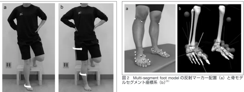 図 2　Multi-segment foot model の反射マーカー配置（a）と骨モデ ルセグメント座標系（b） 28 ）