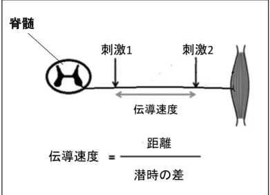 図 1.  神経伝導速度の算出方法  神経伝導速は、神経の近位部と遠位部の 2 点を刺激することで得られた潜時の差で、2 点間の距離を割っ て算出した。  神経伝導速度 M波伝導速度伝導速度刺激1刺激2距離伝導速度潜時の差刺激1刺激2脊髄