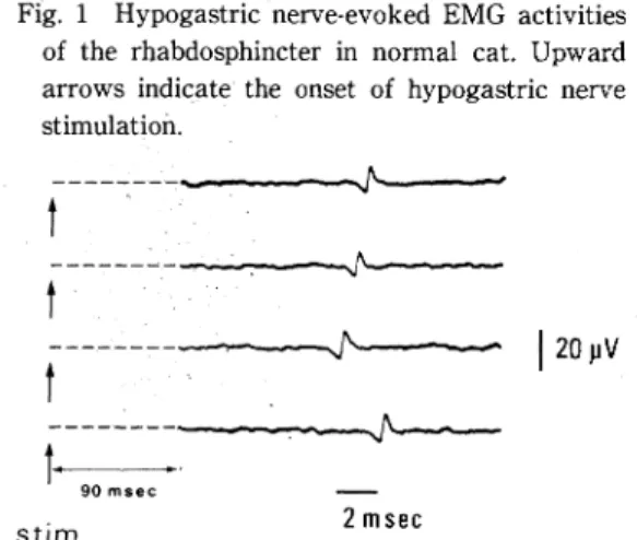 Fig.  3  Effect  of  various  blockades  on  hypogastric    nerve-evoked  responses  of  the  rhabdosphincter  in    normal  cat.