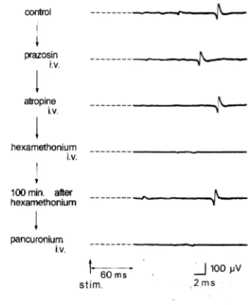 Fig.  5  Effect  of  various  blockades  on  hypogastric    nerve-evoked  responses  of  the  rhabdosphincter  in 