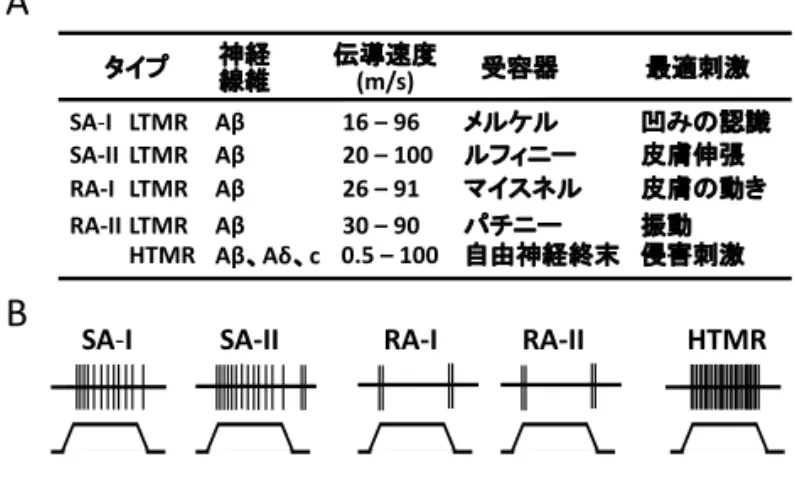 表 1 凹みの認識A B 表１．触感覚と痛み感覚に関わる末梢受容器 A：末梢受容器のタイプ，その受容器と繋がっている神経線 維の種類と伝導速度，受容器の名称とその受容器が活性化 される最適刺激を示す。