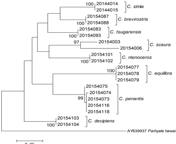 図 1  16S ribosomal RNA 領 域 に お け る ワ レ カ ラ 属 8 種 20 個 体 の 分 子 系 統 樹