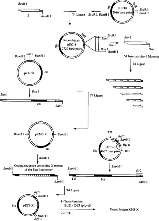 Fig. 14 Strategy for cloning and expression of [ (AlaGly) 3 ProGluGly ] n  .