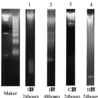 図 4 電気泳動法を用いた DNA fragmentation