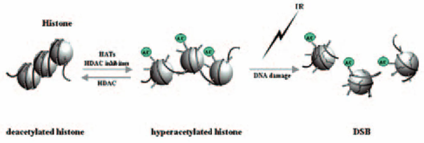 Fig． 1 Histone hyperacetylation induces relaxation of chromatin structure
