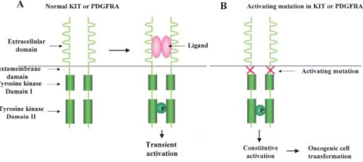 Fig． １ Normal and abnormal KIT or PDGFRA signaling Ａ：Normal KIT or PDGFRA signaling