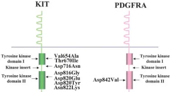 Fig． ３ Secondary mutations in KIT and PDGFRA that confer imatinib resistance ５ ９ ! ６ ２）