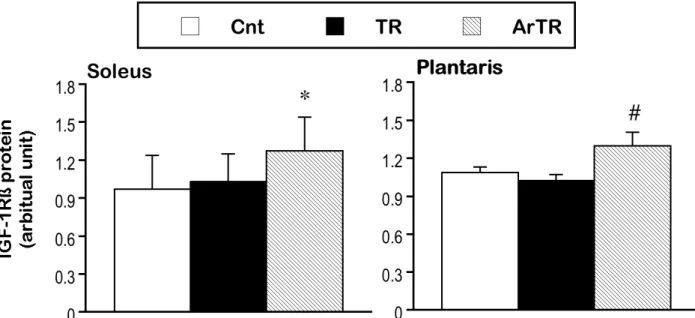 Fig. 2  Western-blot analysis demonstrating effects of exercise training with or without L-arginine  administration on IGF-1Rß protein expression