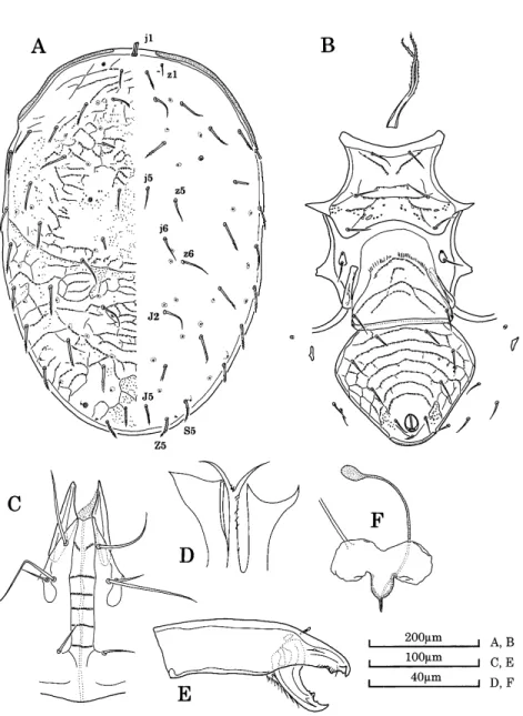 Fig. 2. Macrocheles donggalensis sp. nov., female, holotype (MZB.Acar.2837–3).  A, dorsal shield; B, venter; C, ventral view of gnathosoma; D, epistome (paratype, MZB.Acar.2840–1);