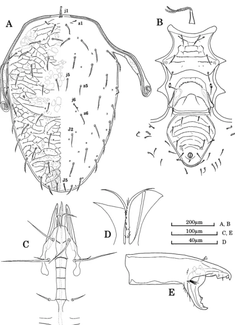 Fig. 3. Macrocheles persimilis sp. nov., female, holotype (MZB.Acar.2883–13).  A, dorsal shield;