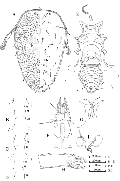 Fig. 4. Macrocheles pilosellus sp. nov., female, holotype (MZB.Acar.2883–10).  A, dorsal shield;