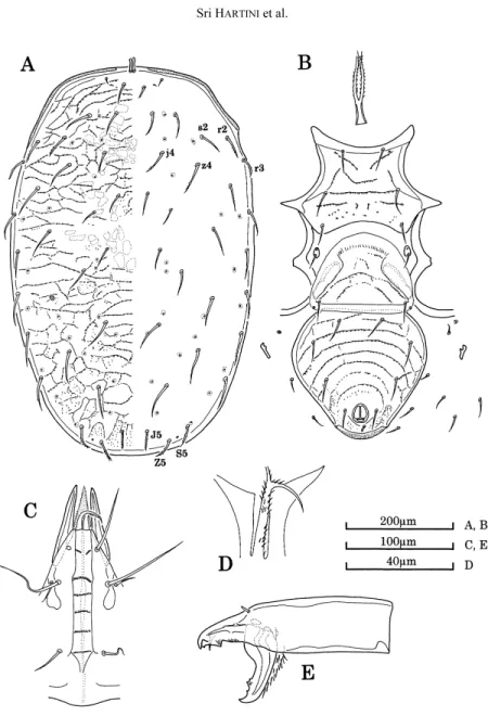 Fig. 5. Macrocheles simulans sp. nov., female, holotype (MZB.Acar.2841–4).  A, dorsal shield; B, venter; C, ventral view of gnathosoma; D, epistome; E, chelicera.