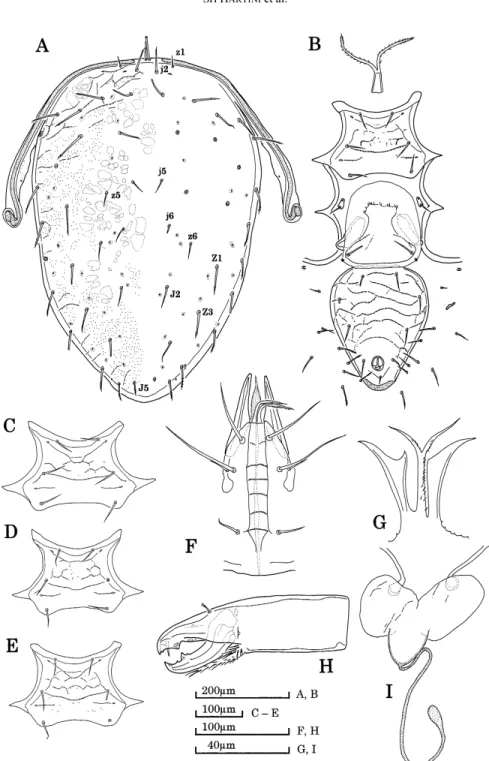 Fig. 6. Macrocheles variodecoratus sp. nov., female, holotype (MZB.Acar.2885–1).  A, dorsal shield; B, venter; C–E, variation of sternal ornamentation (paratypes: C, MZB.Acar.2891–1; D, MZB.Acar.2885–3; E, MZB.Acar.2885–2); F, ventral view of gnathosoma; G
