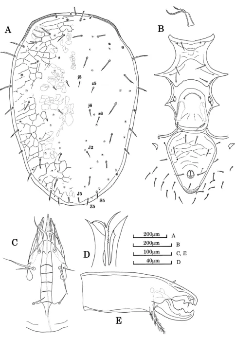 Fig. 1. Macrocheles convexus sp. nov., female, holotype (MZB.Acar.2844–1).  A, dorsal shield; B, venter; C, ventral view of gnathosoma; D, epistome (paratype, MZB.Acar.2845–2); E, chelicera (paratype, MZB.Acar.2845–1).