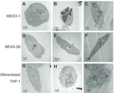 Figure 2 TeM image of cells exposed to VgcF. cells were exposed to varying concentrations of VgcF for 24 hours