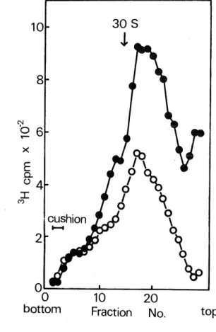 Fig. 1. Sedimentation analysis of the nuclear extracts prepared at pH 7.0 (a) and pH 8.0 (b) after labeling of cells with[3H)uracil for 30 min at the early aggregation stage during morphogenesis