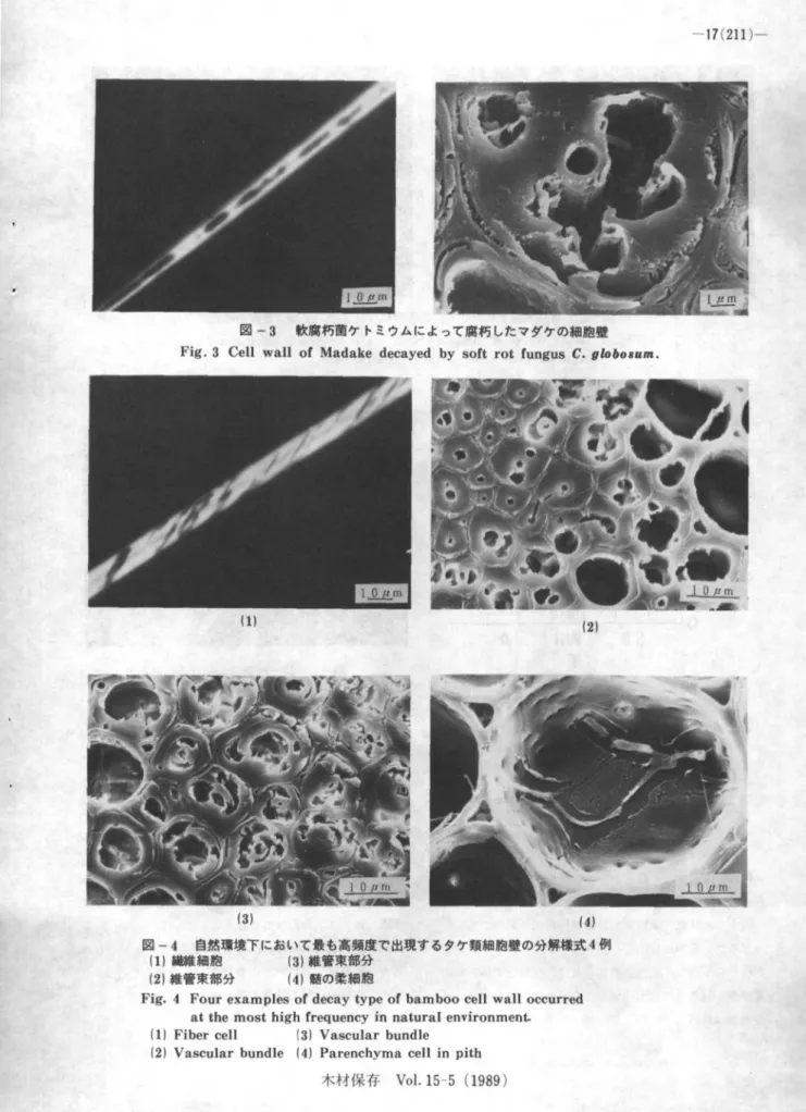 Fig.  4  Four  examples  of  decay  type  of  bamboo  cell  wall  occurred  at  the  most  high  frequency  in  natural  environment.