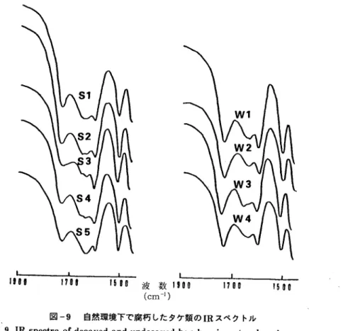 Fig.  9  IR  spectra  of  decayed  and  undecayed  bamboo  in  natural  environment . W1∼W4:白 腐 れ 様 式 の 試 料,Samples  in  white  rot  type .