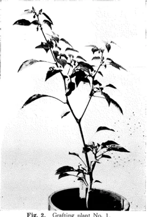 Fig. 2. Grafting plant No. 1.