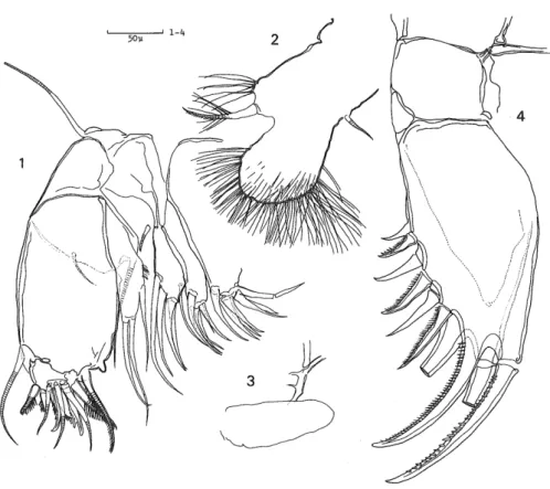Fig. 8 Vargula hilgendorfii. Second larval stage (A—4 instar). 1.