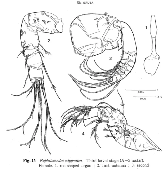 Fig. 15 Euphilomedes nipponica. Third larval stage (A—3 instar).