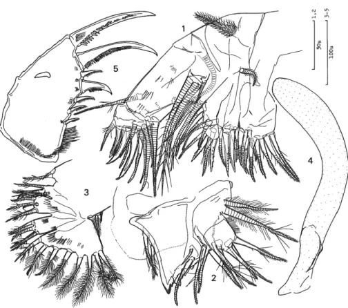 Fig. 16 Euphilomedes nipponica. Third larval stage (A—3 instar).