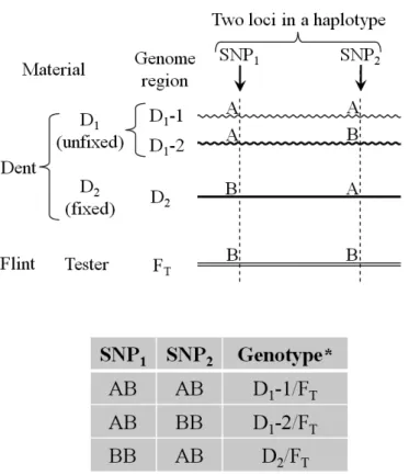 Fig. 3.　A typical model to genotype individuals of a training population developed  from a three-way cross (D 1 × D 2 ) × F T  in a certain genome region where  D 1  and D 2  have been unﬁxed and ﬁxed, respectively