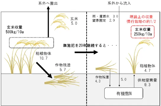 図 1.4  西尾による無施肥水田の窒素収支モデル．