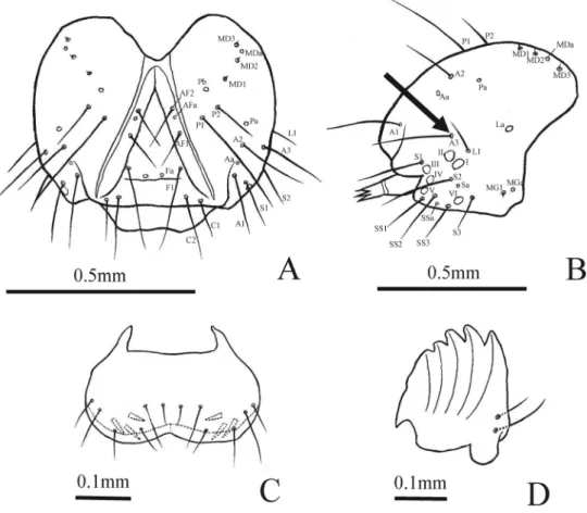 Fig. 2    Mature  N. granella larva. A: Head capsule, frontal view; B: Head capsule, lateral view; C: Labrum, frontal  view; D: Mandible, inner view