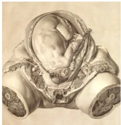図 22 はホヴェルト・ビドロー（Govard Bidloo：生年不明） 『人体解剖図（anatomist） 』(1649- 』(1649-1713)の挿絵である。描いたのは、≪テュルプ博士の解剖学講義≫  （Dr.Nicolaas  Tulp  Demonstrating  the  Anatomy  of  the  Arm  1632）を描いたレンブラント・ファン・レイン