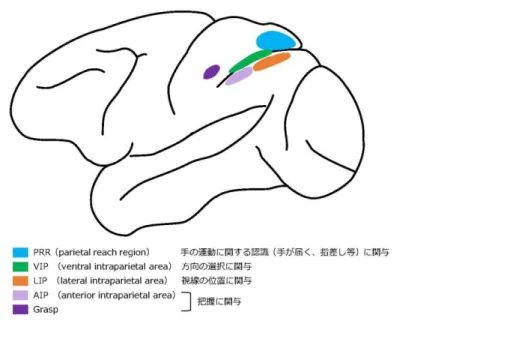 図 11  （A）静物画、（B）風景画、（C）肖像画に対してより活動が高まる脳部位          （H. Kawabata , S. Zeki  2003 に基づき作成）   