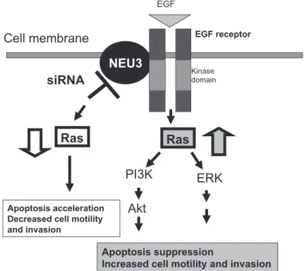 Fig. 11.  Functional relationship of three sialidases in human cancer cells and a possible role of NEU3 as a potential target for cancer diagnosis and therapy.