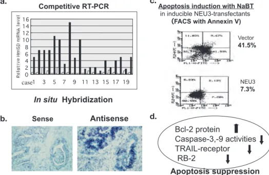 Fig. 6.  increased NEU3 expression and its involvement in apoptosis suppression in colon cancer