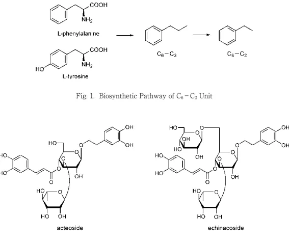 Fig. 1.  Biosynthetic Pathway of C 6 −C 2 Unit