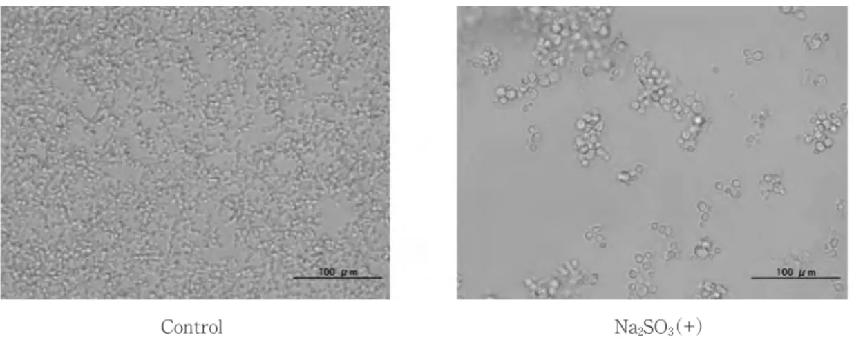 Fig. 2.  effect of sodium sulfite on the growth form of c. glabrata