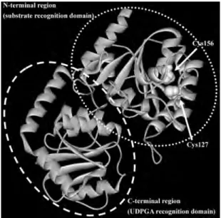 Fig. 1 に， phyre によって予測された UGT1A1 の 構造を示す．アミノ酸配列が比較的保存されてい る C 末端領域の UdPGA 認識領域だけではなく， N 末端領域についても予測がなされている． N 末端Fig
