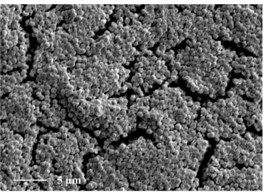 Fig. 2 SEM image of biofilm formed MS-5 strain on the washer 