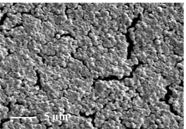 Fig. 1 SEM image of biofilm of MS-18 strain on the washer 
