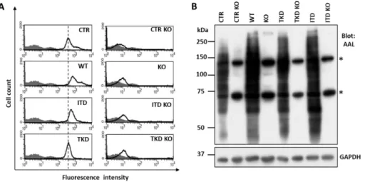 Figure 5. Established Fut8 deficient Ba/F3 cells. A) The parent (CTR), FLT3 WT and  mutants of Ba/F3 cells, and Fut8KO cells were collected and incubated with (bold line) or  without (gray shadow) the PhosL lectin, which preferentially recognizes core fuco