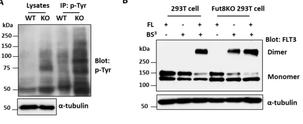Figure 9. Deficiency of core fucosylation increased cellular tyrosine phosphorylation  levels and dimerization of FLT3