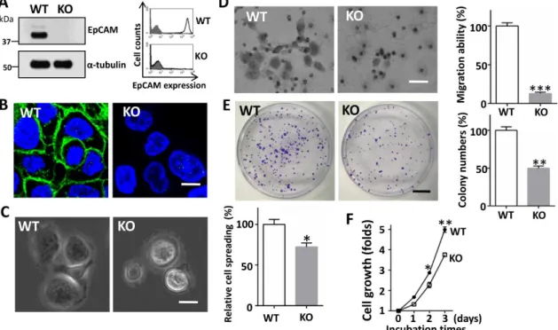 Fig.  4.  Comparison  of  cell  adhesion,  migration,  proliferation  and  colony  formation in WT and EpCAM-KO A431 cells
