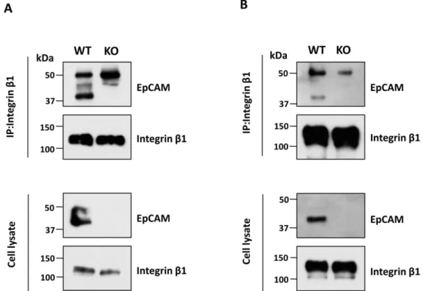 Fig. 5. Complex formation between EpCAM and integrin β1 in both cells. 