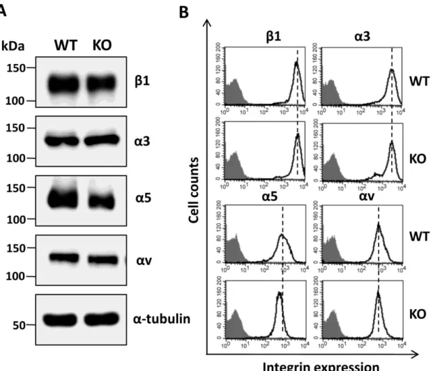 Fig 6. Comparison of integrin β1, α3, α5, and αV in WT and KO A431 cells. 